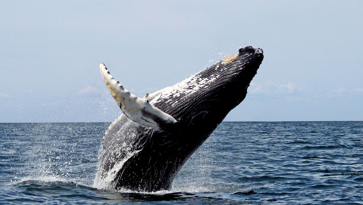 L'île Maurice met un frein à l'engouement pour la chasse à la baleine sur les réseaux sociaux